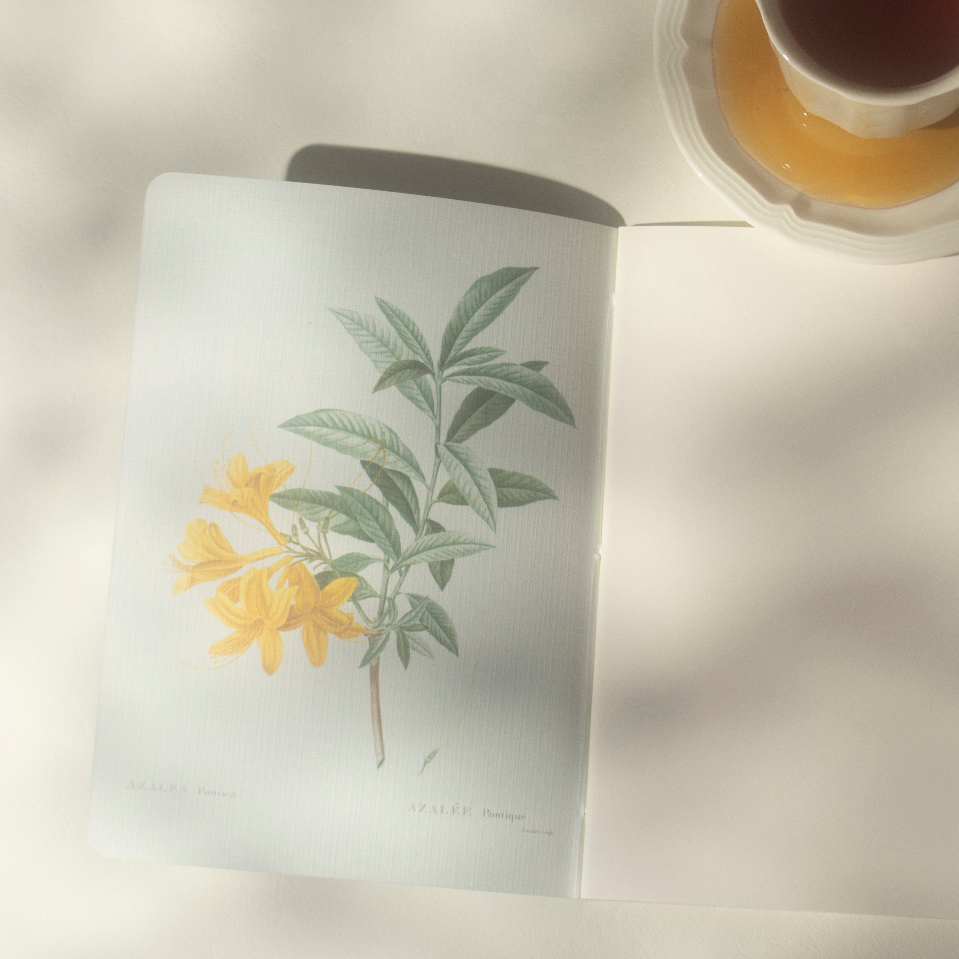 An open notebook or journal on a light surface, showing a botanical illustration of yellow flowers and green leaves on the left page. A cup of tea sits in the upper right corner, with soft shadows cast across the scene.